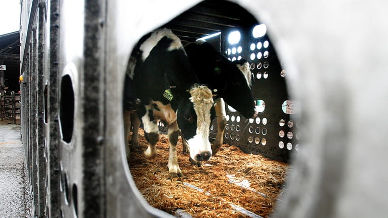 Holstein heifers are loaded into trucks at a dairy in...
