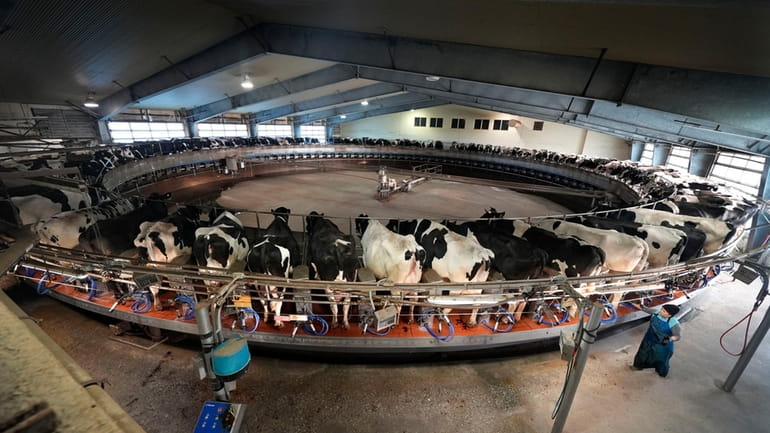 A worker tends to cows in the milking parlor at...