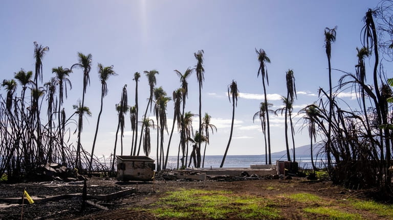 Wilted palm trees line a destroyed property, Friday, Dec. 8,...