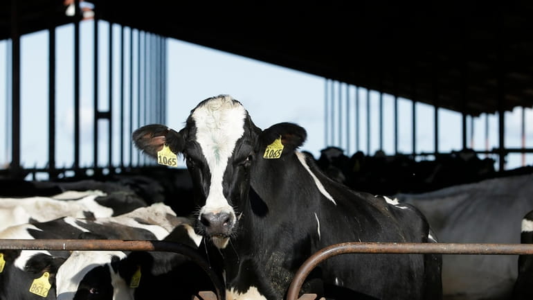 Cows are seen at a dairy in California, Nov. 23,...