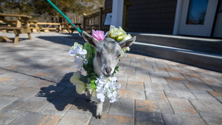 Daisy the “flower goat” will be availble for wedding ceremonies...