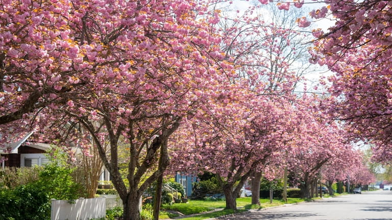 A cherry blossom trail can be followed in April and...
