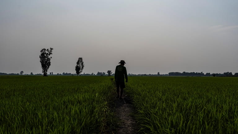 A worker surveys Vo Van Van's rice fields after spraying...