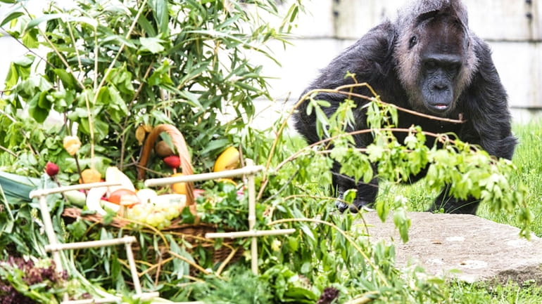 Fatou the gorilla celebrates her 67th birthday at Berlin's Zoo,...
