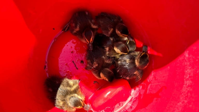 Seven ducklings in a pail after being rescued by Nassau...