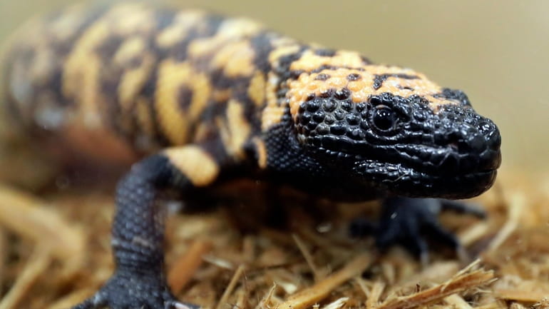 A Gila monster is displayed at the Woodland Park Zoo...