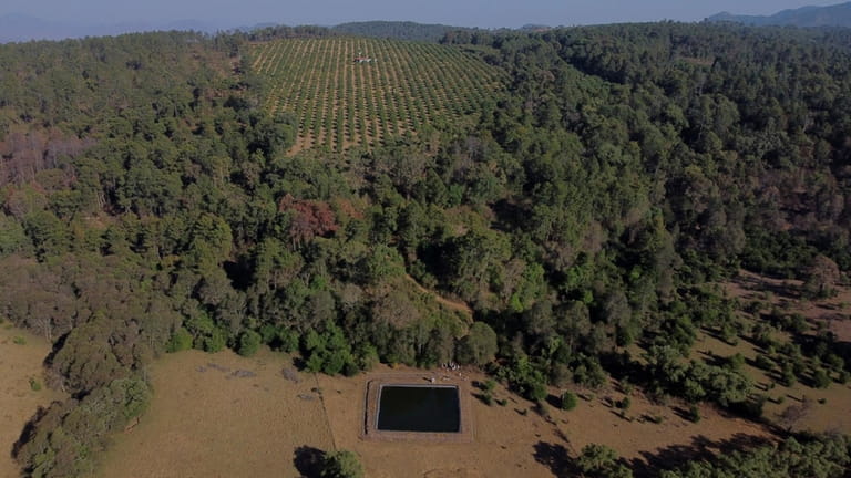 An unlicensed irrigation pond holds water near an avocado orchard...