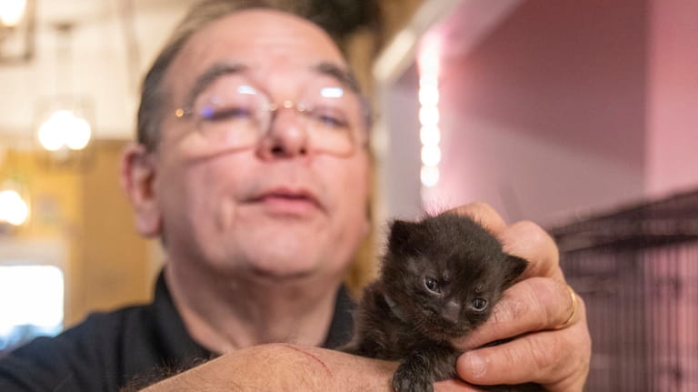 Jim Oliva holds a rescued kitten at Catpurrcinos Friday in...