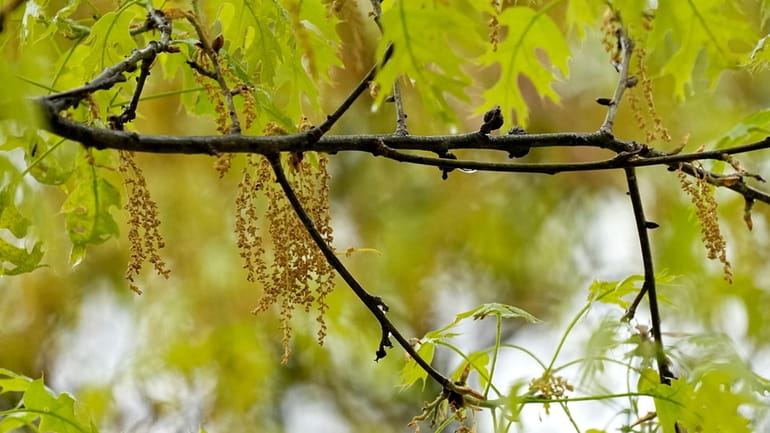 An oak tree with new leaf growth also shows pollen...