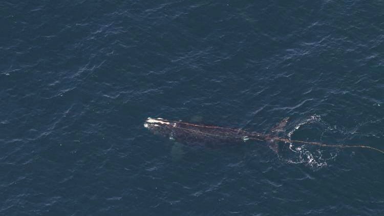 This photo provided by NOAA shows an endangered whale that...