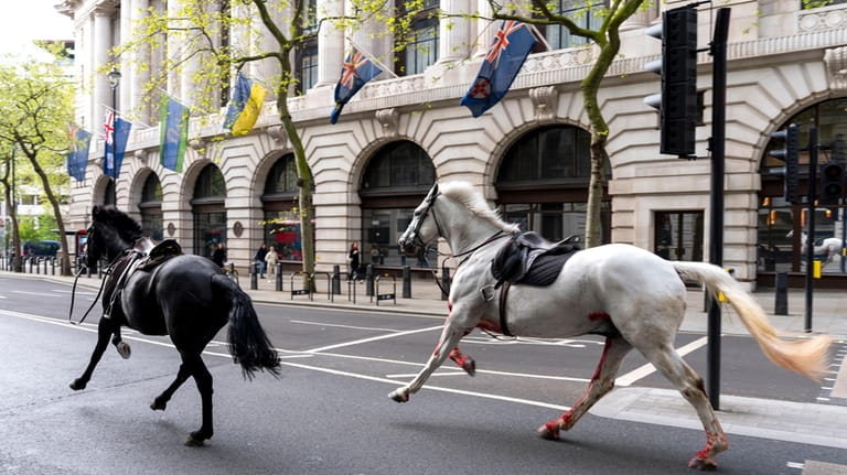 Two horses on the loose bolt through the streets of...