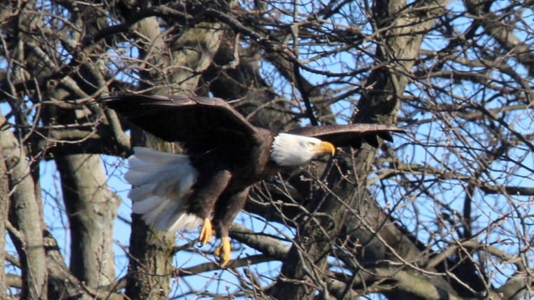 Bald eagles have been spotted in the trees on Mary's...