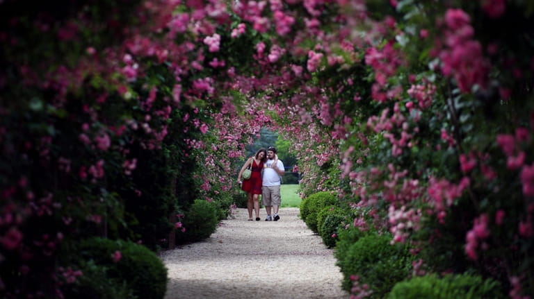 People walk inside the rose garden at the Planting Fields...