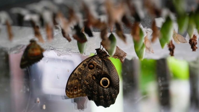 A butterfly nursery with chrysalises of different species is displayed...