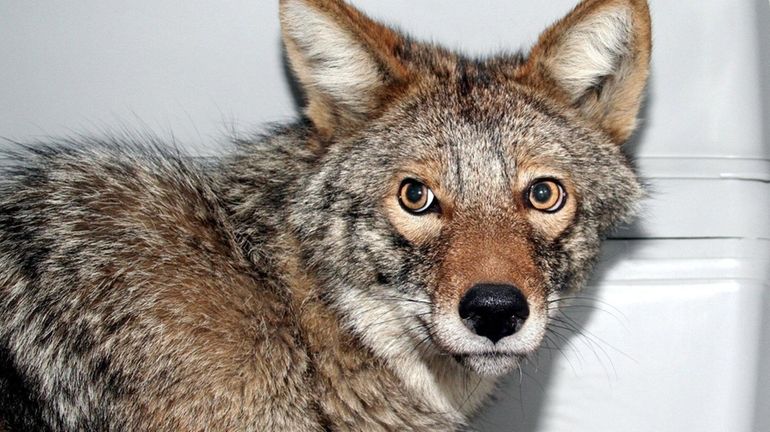 A coyote being cared for at a North Massapequa home...