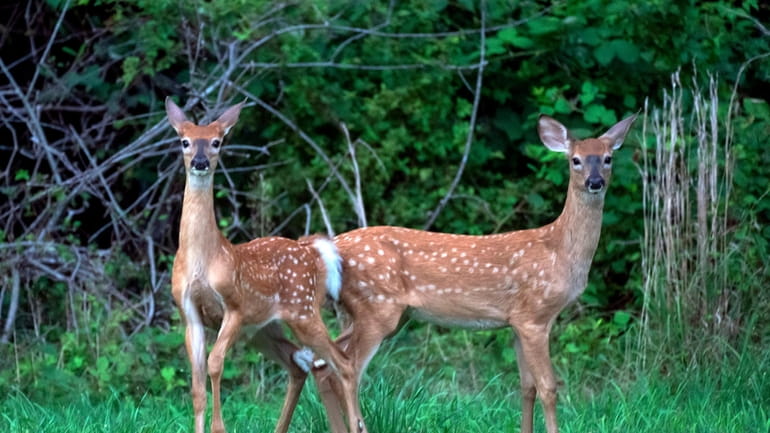 Deer graze in Suffolk County on Aug. 8.