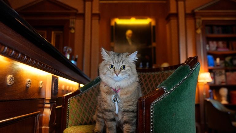 Lilibet the cat, who is a Siberian Forest Cat and...