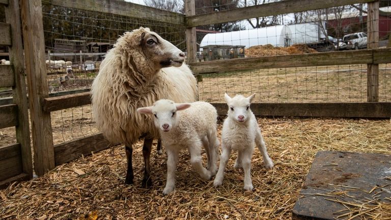 A ewe and her two lambs at Goodale Farms in...