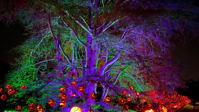 Hand-carved jack-o’-lanterns line a 4,200-foot-long trail at Rise of the Jack O'Lanterns...