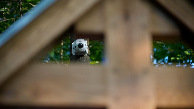 A surveillance camera is seen mounted on a tree near...