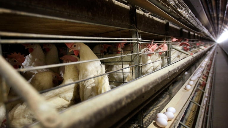 Chickens stand in their cages at a farm, in Iowa,...