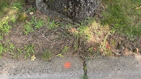 An orange dot on the curb had indicated this tree...