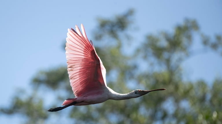 A roseate spoonbill flies over a mangrove recovered from deforestation...