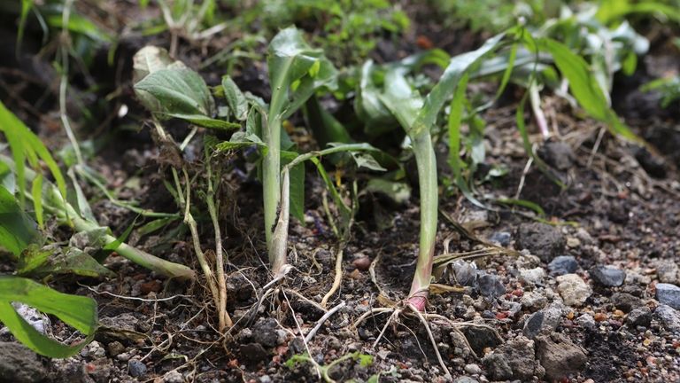 Vegetables, destroyed by flooding, are photographed at a farm in...