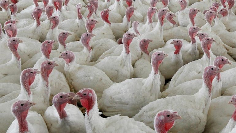 Turkeys gather together at a farm in Lebanon, Pa., on...