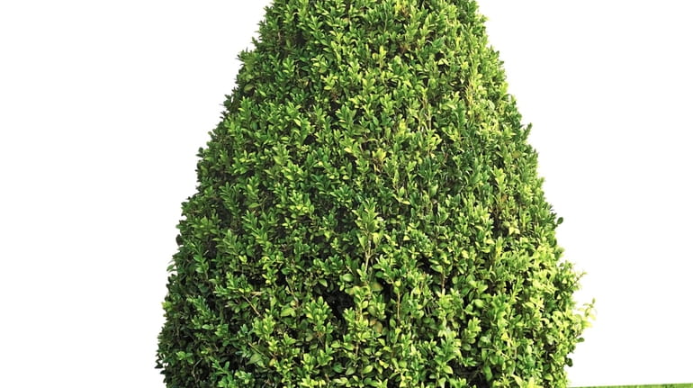 Shrubs should be shaped wider at their bottoms than their...