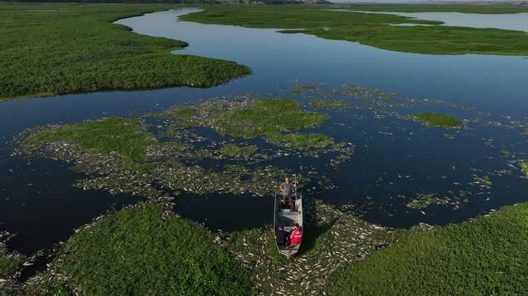 Thousands of dead fish lie on the banks of the...