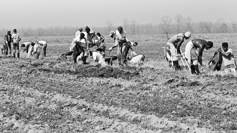 This 1980 photo shows prison laborers working in a field...