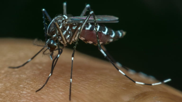 An Aedes mosquito.