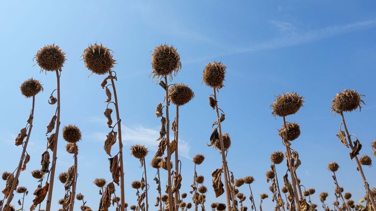 Wilted sunflowers in a field near the town of Becej,...