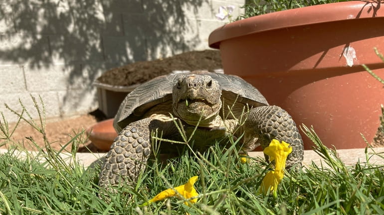 Dotty the desert tortoise enjoys a snack of yellow trumpet...