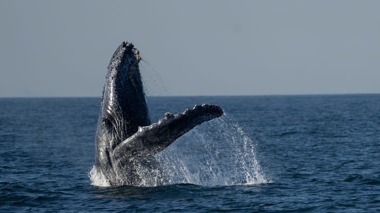 A humpback whale breaches off the coast of Niteroi, Rio...