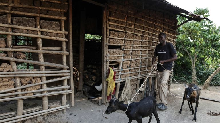 Thomas Balikigamba, 25 years old, takes his goats for grazing...