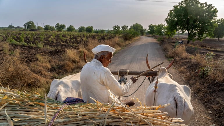 A farmer rides his bullock cart toward his home in...