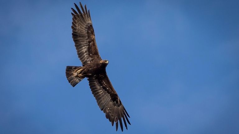 An adult golden eagle circles overhead in a remote area...