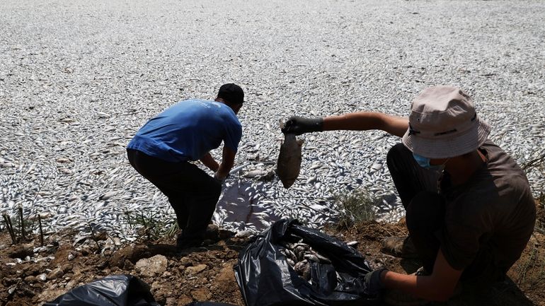 Workers collect dead fish from a river near the port...