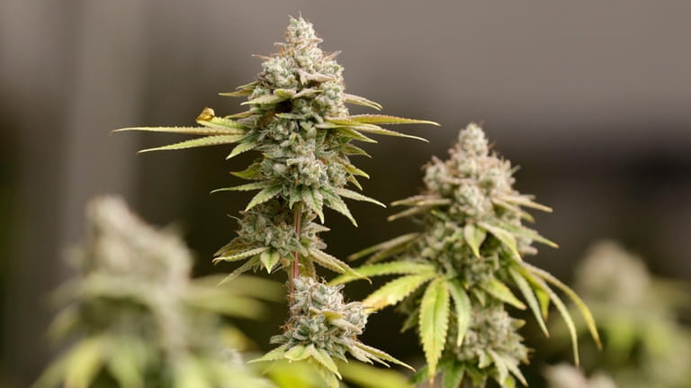 Marijuana buds ready for harvest rest on a plant at...