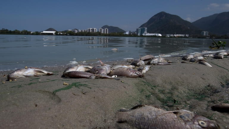 Fish carcasses cover the shore of Jacarepagua lagoon in front...