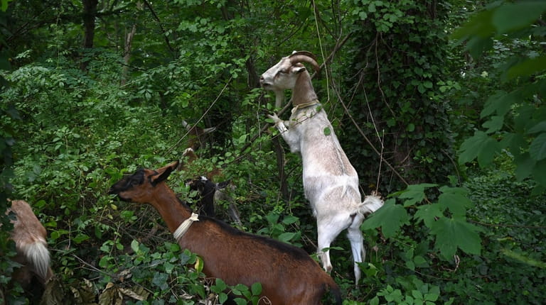 The town of North Hempstead introduced goats to town property...
