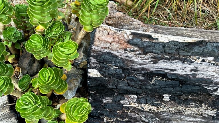 Succulent plants sprout through a charred log outside Chris Cole's...