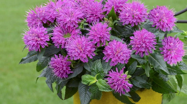 Monarda 'Pardon My Purple' bee balm blooms in spring and...