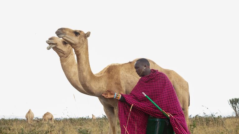 Musalia Piti, a herder, looks after his camels in Lekiji...