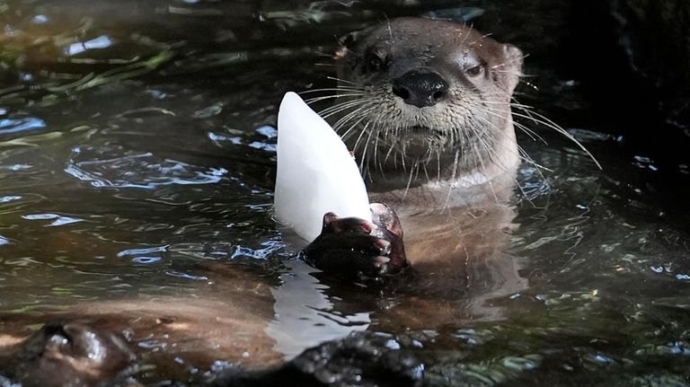 A river otter holds a block of ice with smelt...