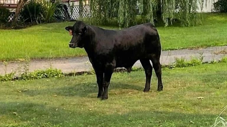 A bull is seen running loose on Montgomery Avenue in...