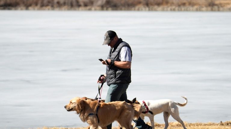 A dog walker checks a mobile device while guiding dogs...