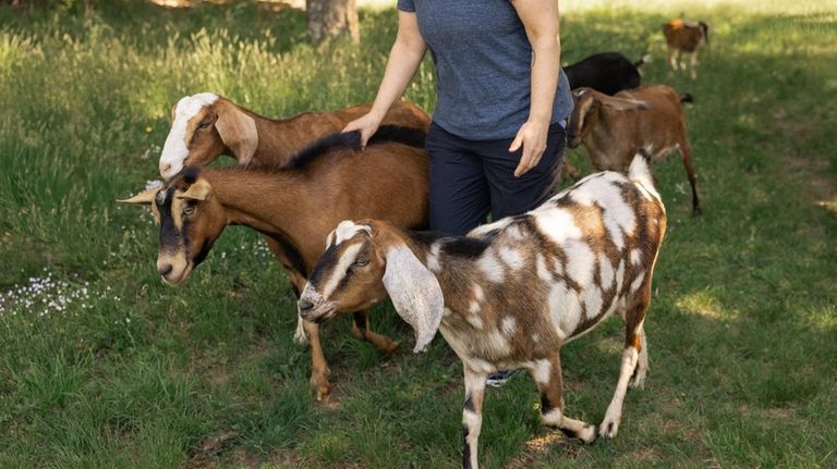 See the resident goats during your getaway.